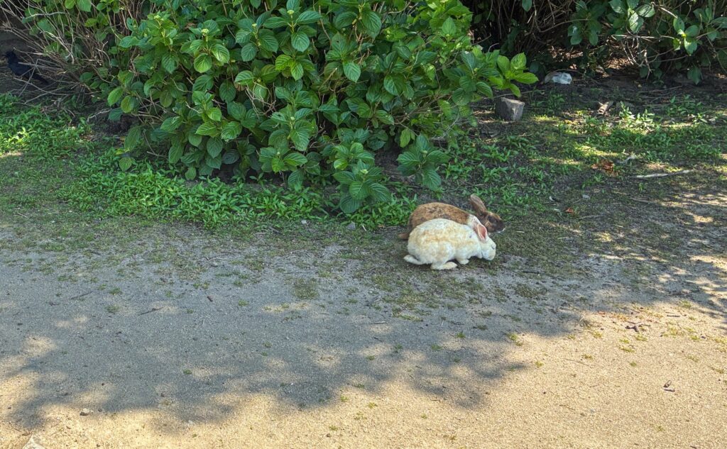大久野島 うさぎ