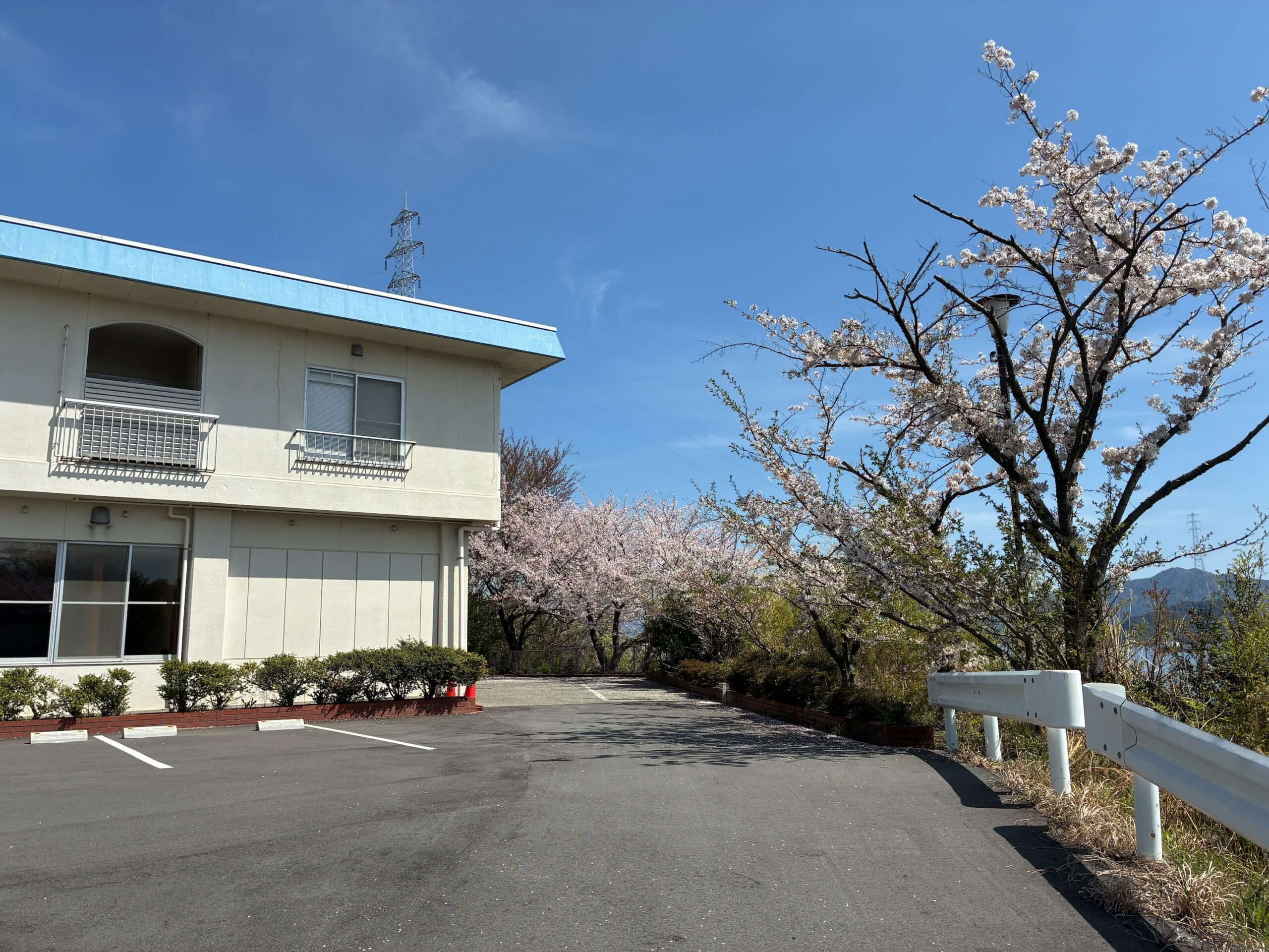 エデンの海ヒルズ 桜の木
