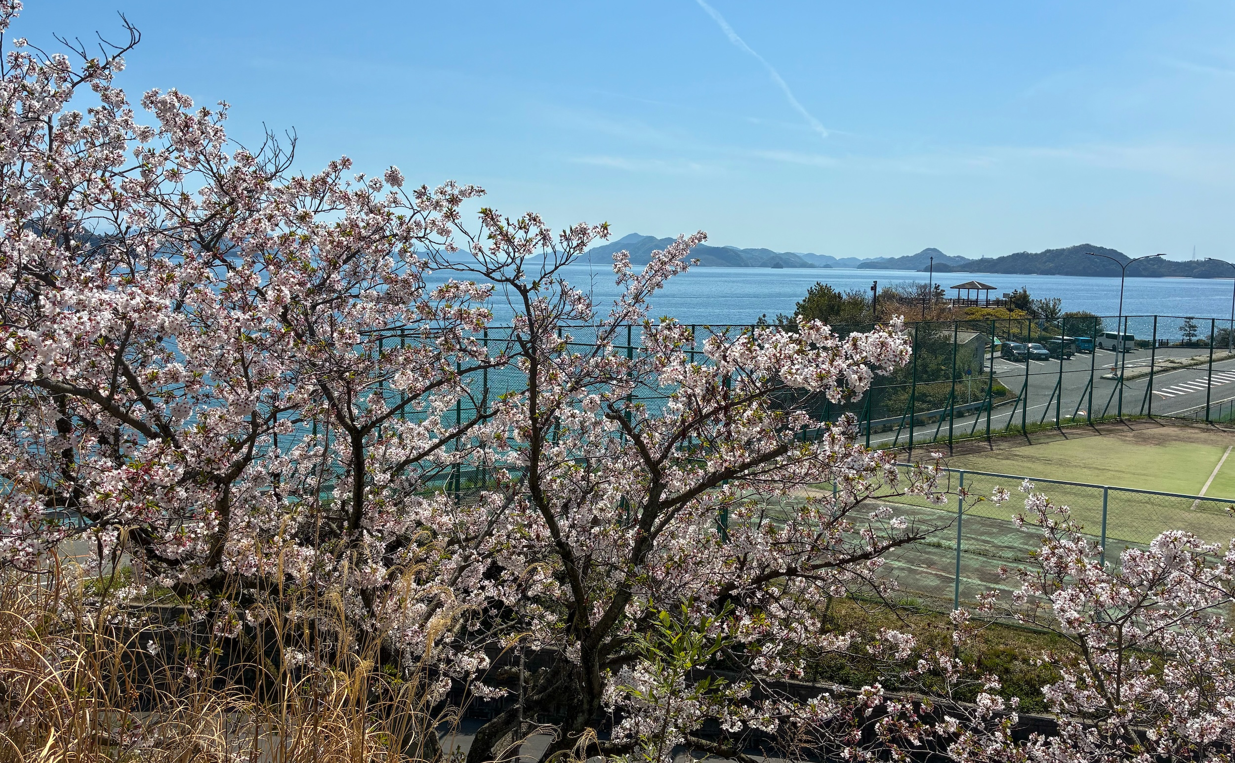 エデンの海ヒルズ 桜